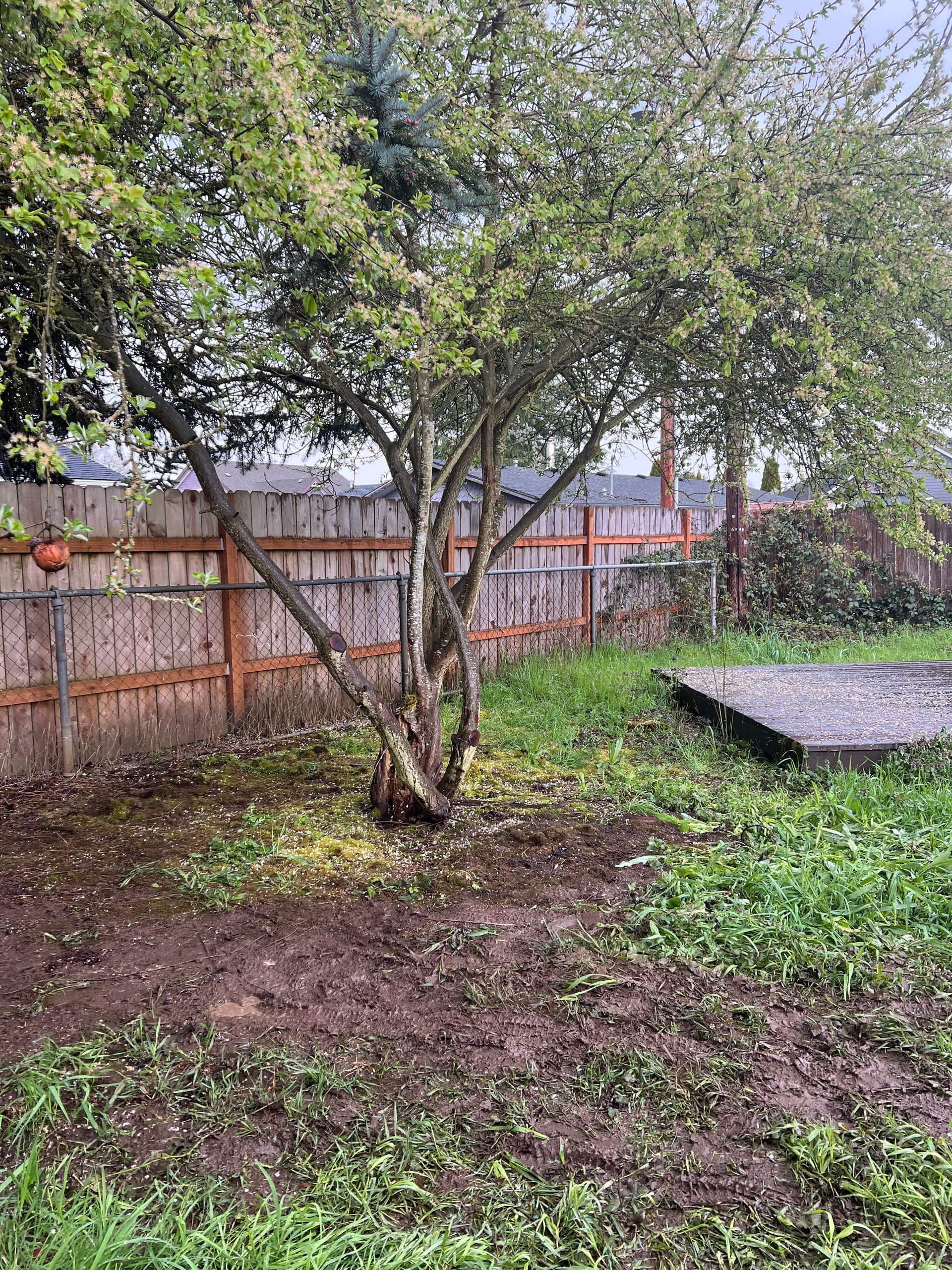 Gallery photos for Backyard Debris Removal and Cleanup in Junction City: Image #3