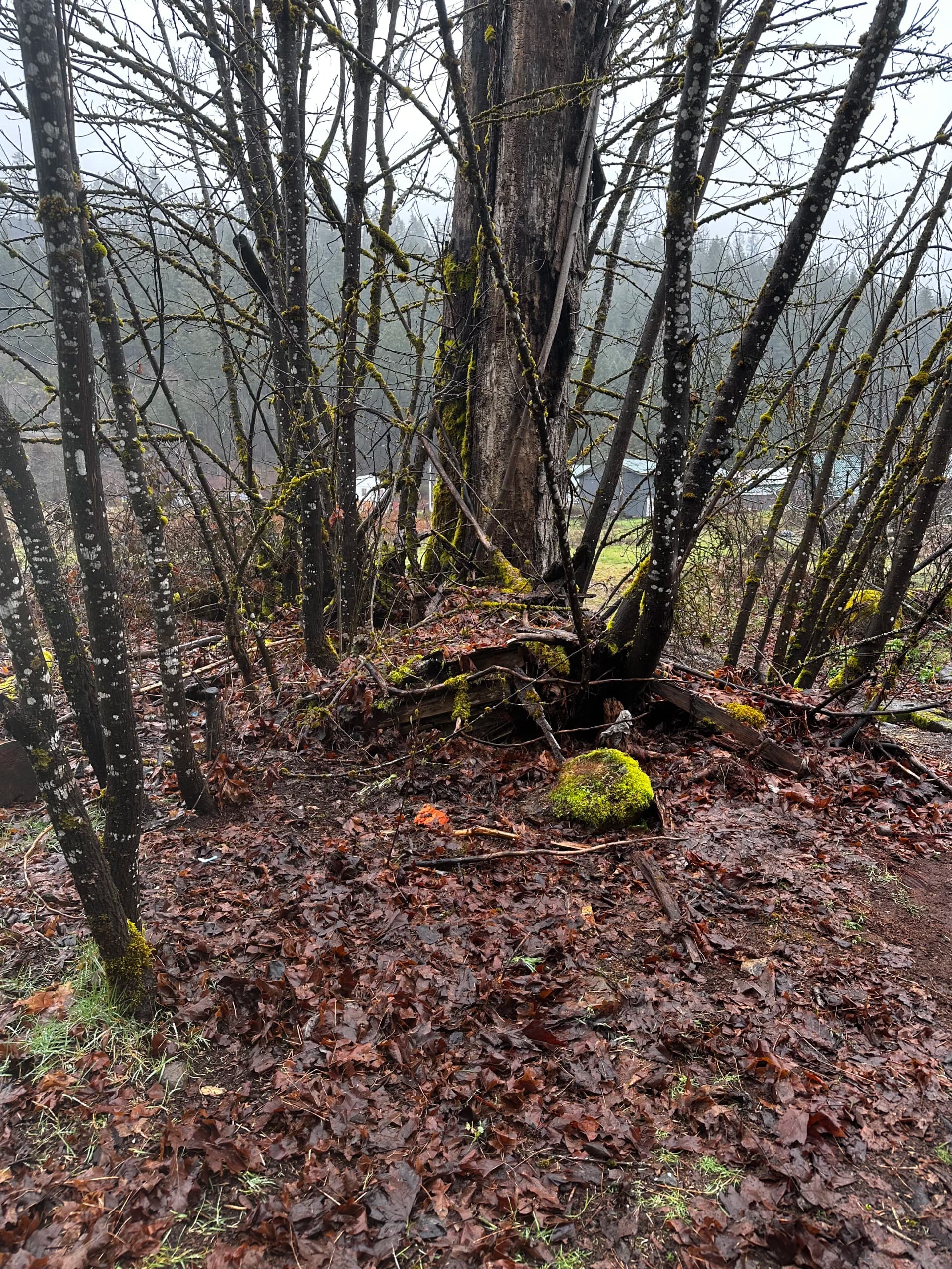 Gallery photos for Vacant Lot Cleanup in Idanha That Had a Few Surprises: Image #8