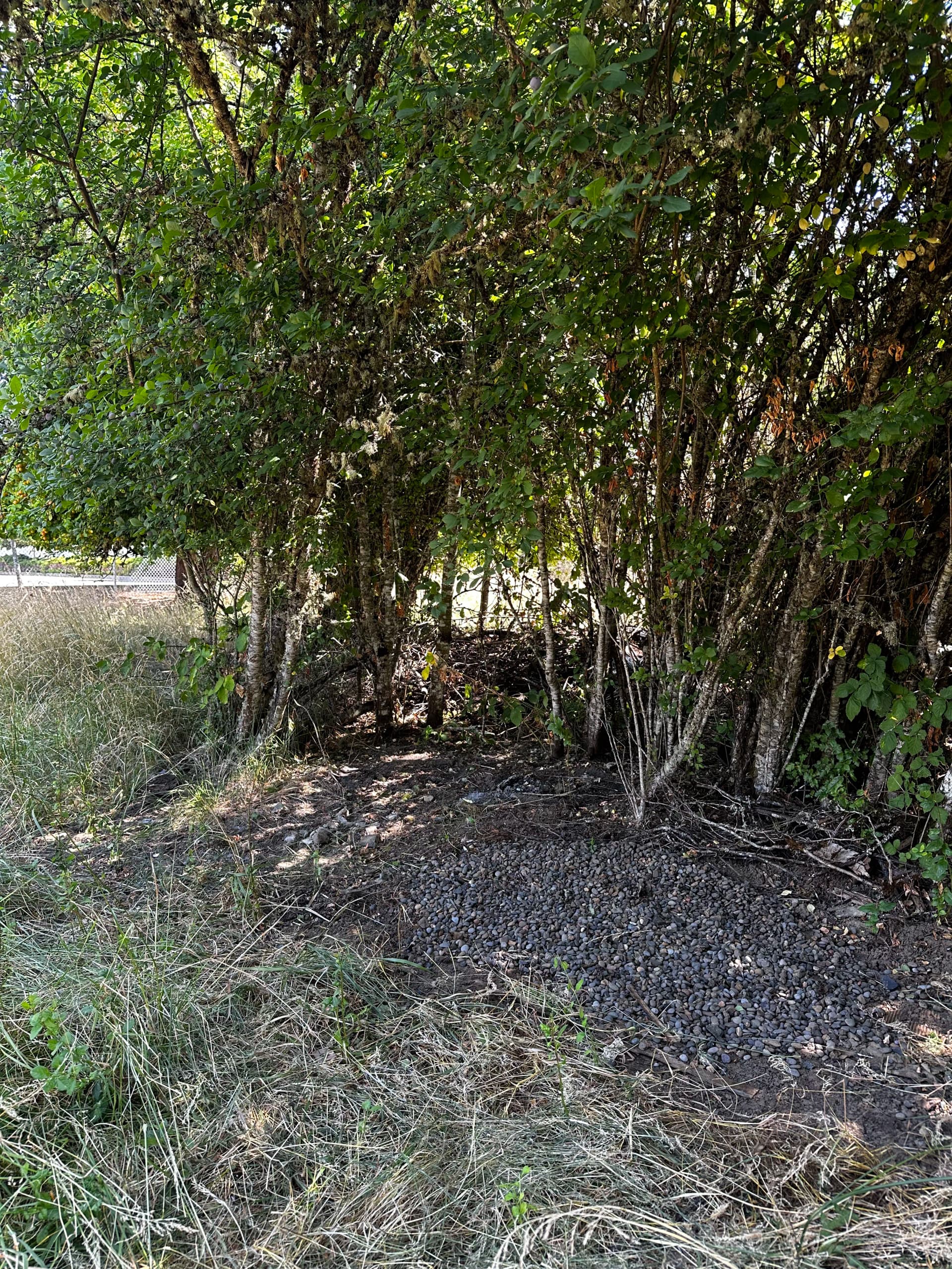 Gallery photos for Vacant Property Debris Cleanup in Corvallis: Image #3