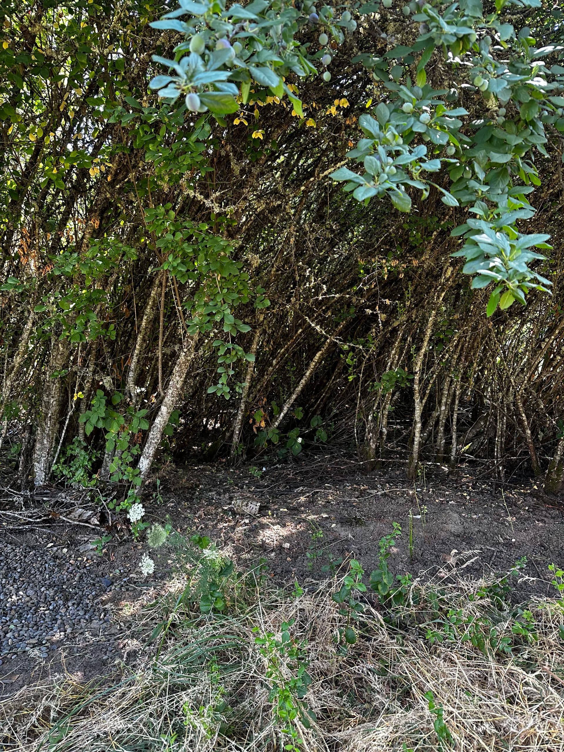 Gallery photos for Vacant Property Debris Cleanup in Corvallis: Image #7