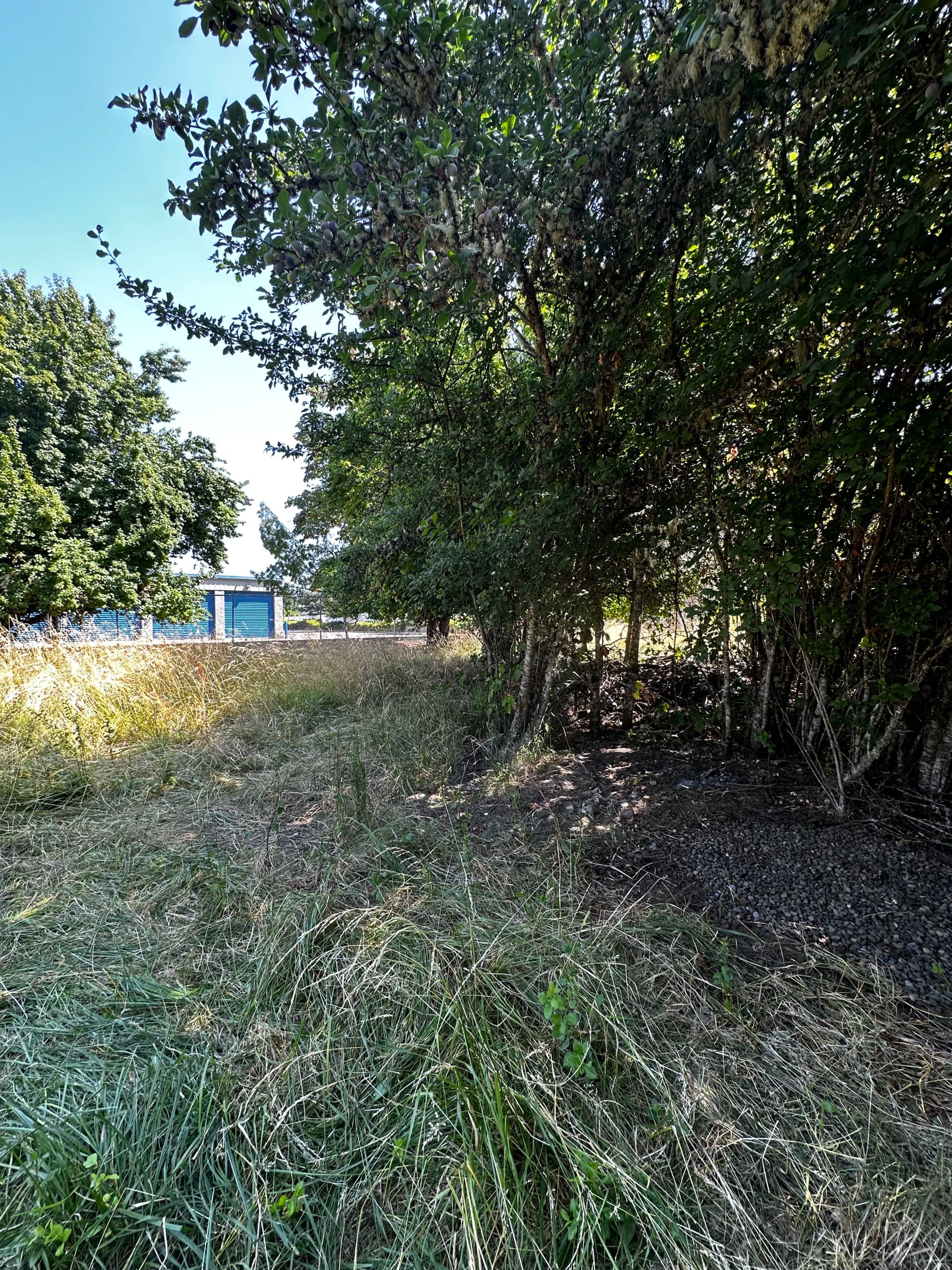 Gallery photos for Vacant Property Debris Cleanup in Corvallis: Image #9