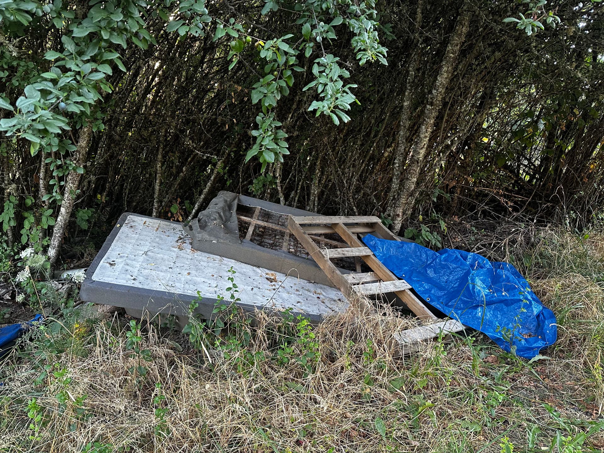 Gallery photos for Vacant Property Debris Cleanup in Corvallis: Image #6