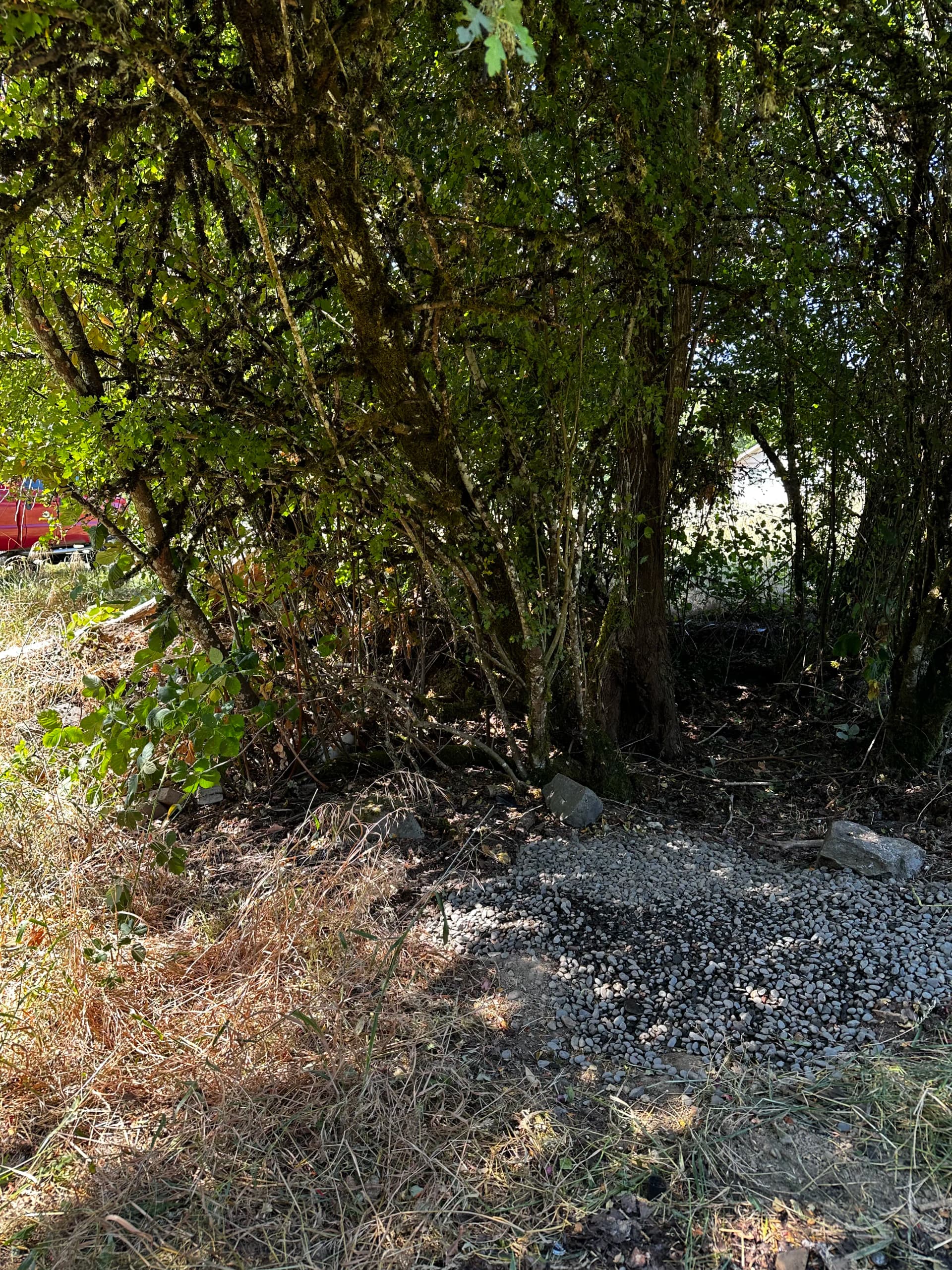 Gallery photos for Vacant Property Debris Cleanup in Corvallis: Image #1